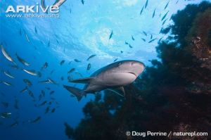 Broadnose-sevengill-shark-with-mackerel-ventral-view